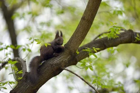 Cute squirrel (Sciurus vulgaris) on a tree branch Stock Photos