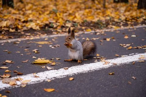 Cute squirrel sits on a path in an autumn park and holds a nut in its paws Stock Photos