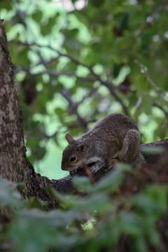 Cute Squirrel sits On The tree With Beautiful Bokeh Background Stock Photos