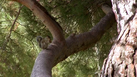 Cute squirrel sits on a tree branch nibbling at food 스톡 동영상 102534618