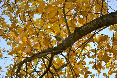 A cute squirrel sits on a tree branch among autumn foliage and eats Stock Photos