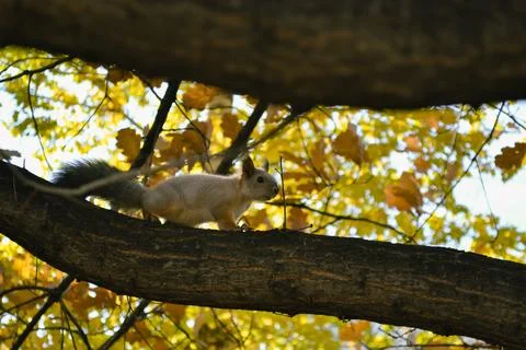 Cute squirrel sits on a tree branch among autumn foliage Stock Photos