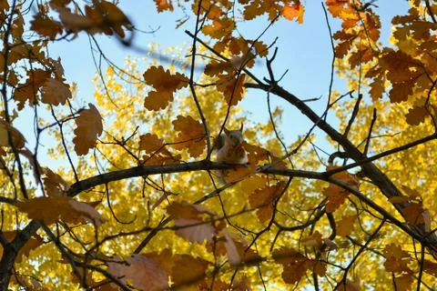 A cute squirrel sits on a tree branch among autumn foliage and eats Stock Photos