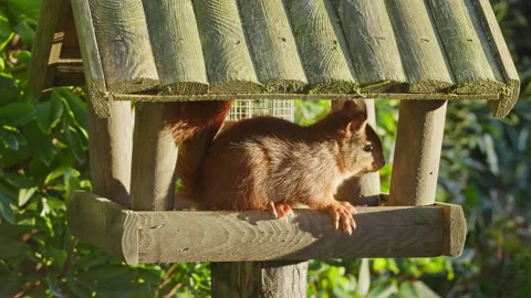 Cute squirrel sitting in a bird-feeder eating the peanuts meant for the birds. Stock Footage 269234986