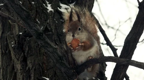 Cute Squirrel Sitting at Branch and Eating Walnut. 4K Stock Footage 45768268