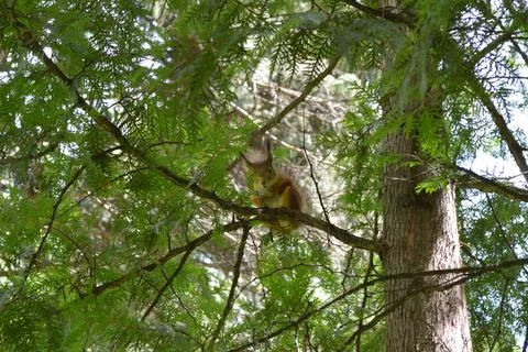 A cute squirrel sitting on the brunch of a tree and looking at you Foto stock