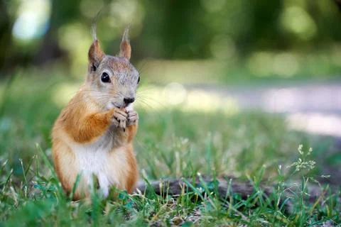 Cute squirrel sitting on the grass Stock Photos