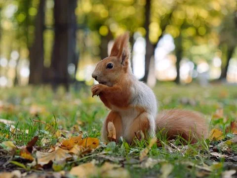 Cute squirrel sitting on the ground among fallen leaves Stock Photos