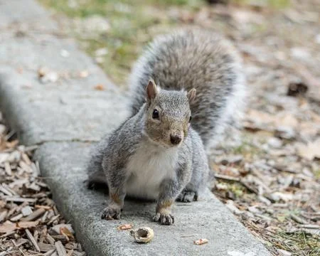 Cute squirrel sitting on a pathway while nibbling on a snack in a natural p.. Stock-Fotos