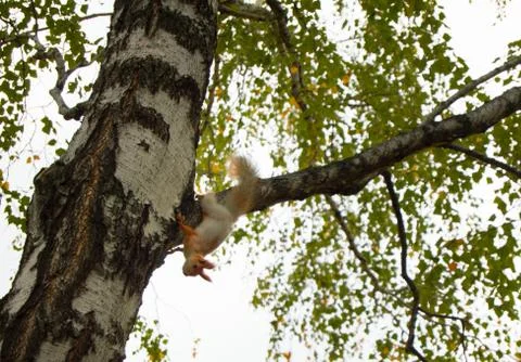 Cute squirrel sitting on tree in autumn Park Stock Photos