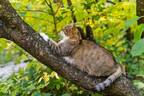 Cute squirrel sitting on a tree branch in green leaves Stock Photos