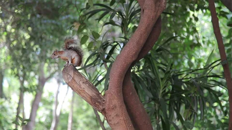 Cute squirrel sitting on tree Stock Footage 36793172