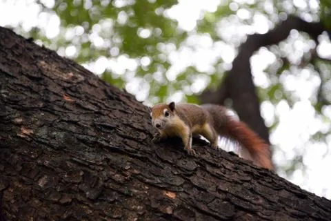 Cute squirrel sitting on the tree Stock Photos