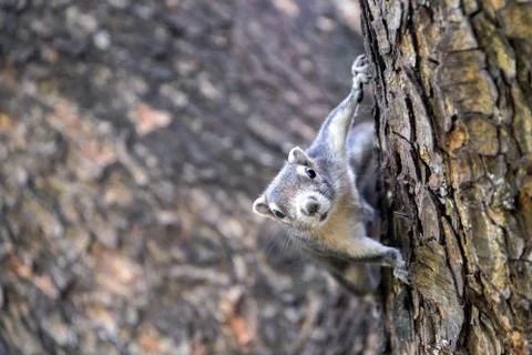 Cute squirrel sitting on the tree Stock Photos