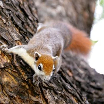 Cute squirrel sitting on the tree Stock Photos