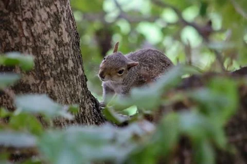 Cute Squirrel is sitting On  The Tree  Stock Photos