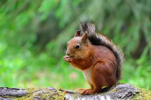 Cute squirrel sitting on a tree trunk Stock Photos