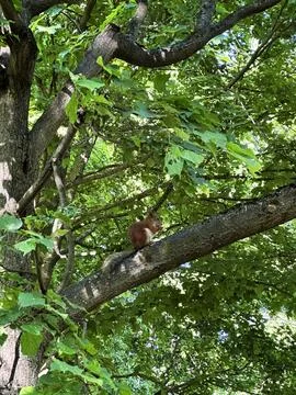 Cute squirrel sitting on a tree trunk Stock Photos