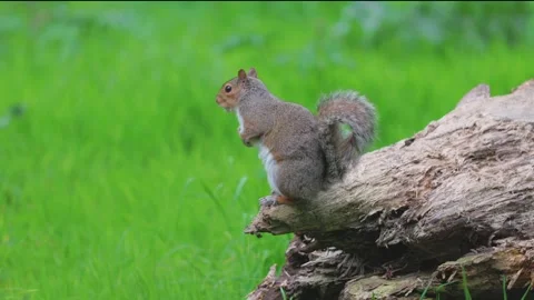 Cute squirrel standing and resting on a branch on meadow, summer. close up 動画素材 279264654