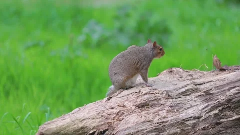 Cute squirrel standing and resting on a branch on meadow, summer. close up Video stock 279264719
