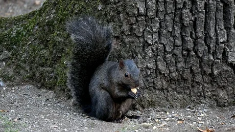 Cute squirrel standing on the bottom of a tree eating peanut. Stock-Footage 121409714