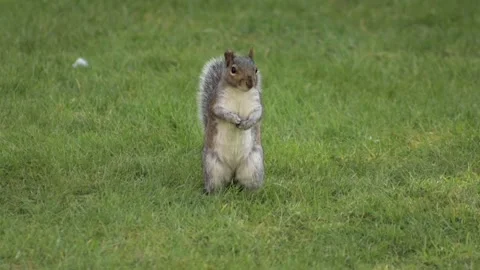 Cute Squirrel Standing Up In Grass Garden In Slow Motion Daytime Borehamwood Stock Footage 305587977