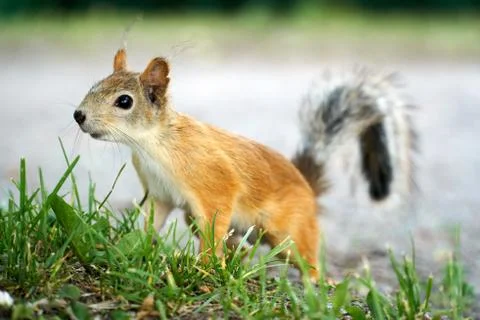 Cute squirrel standing on the grass Stock Photos