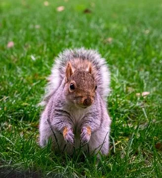 A cute squirrel standing in grass. Stock Photos