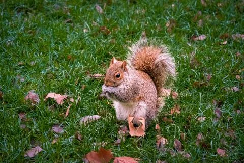 A cute squirrel standing in grass. Stock Photos