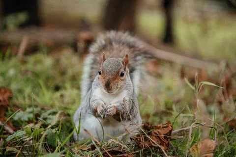 Cute Squirrel Standing on Grass Stock Photos