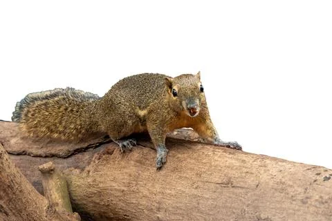Cute Squirrel Standing on Tree Branch Isolated on White Background Stock Photos