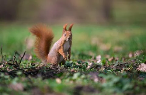 Cute squirrel standing on two paws. Stock Photos