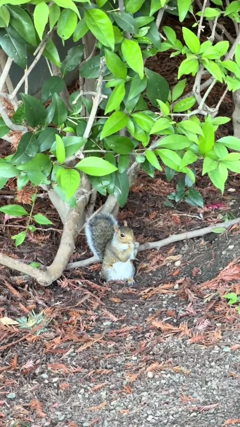 Cute Squirrel Standing Upright in a Garden Vídeos de archivo 344045127