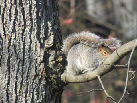 Cute Squirrel sunbathing in cold winter closeup Stock Photos