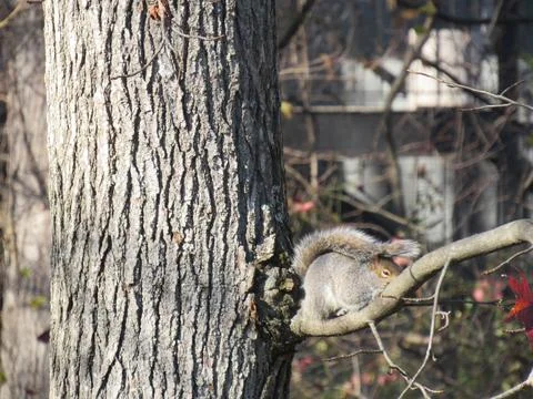 Cute Squirrel sunbathing in cold winters Stock Photos