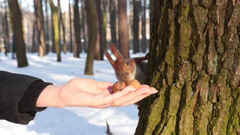 Cute squirrel takes a nut from a female hand Stock Footage 147082001