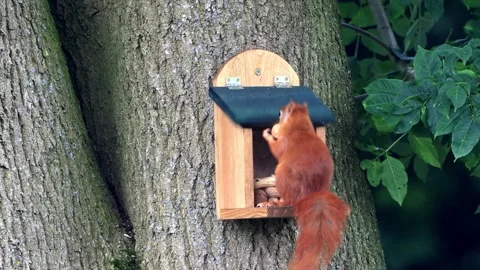 Cute squirrel takes nuts from feeder Video stock 247446586