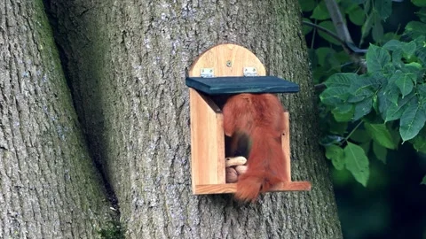 Cute squirrel takes nuts from feeder Video stock 247446837