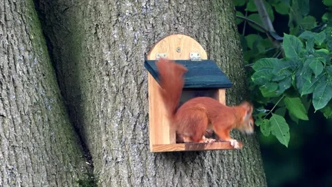 Cute squirrel takes nuts from feeder Video stock 247446850