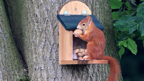 Cute squirrel takes nuts from feeder Stock Footage 247447003