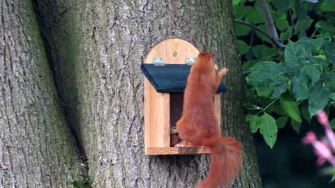 Cute squirrel takes nuts from feeder Video stock 247447170