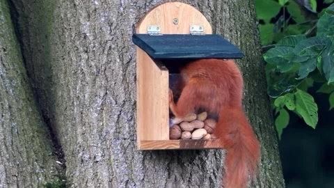 Cute squirrel takes nuts from feeder Video stock 247447318