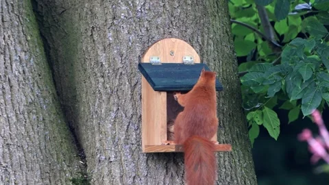 Cute squirrel takes nuts from feeder Video stock 247447476