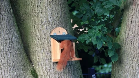 Cute squirrel takes nuts from feeder Stock Footage 247468120