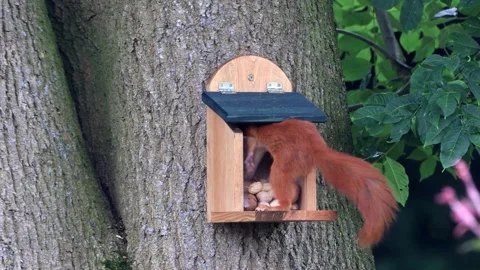 Cute squirrel takes nuts from feeder Stock Footage 247468230