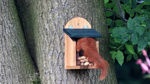 Cute squirrel takes nuts from feeder Stock Footage 247480810