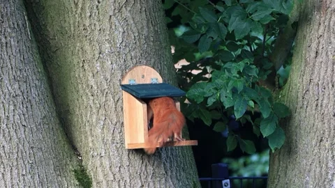 Cute squirrel takes nuts from feeder Stock Footage 247485142