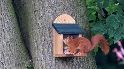 Cute squirrel takes nuts from feeder Stock Footage 247488289
