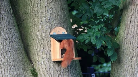 Cute squirrel takes nuts from feeder Stock Footage 247489350