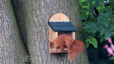 Cute squirrel takes nuts from feeder Stock Footage 261987653